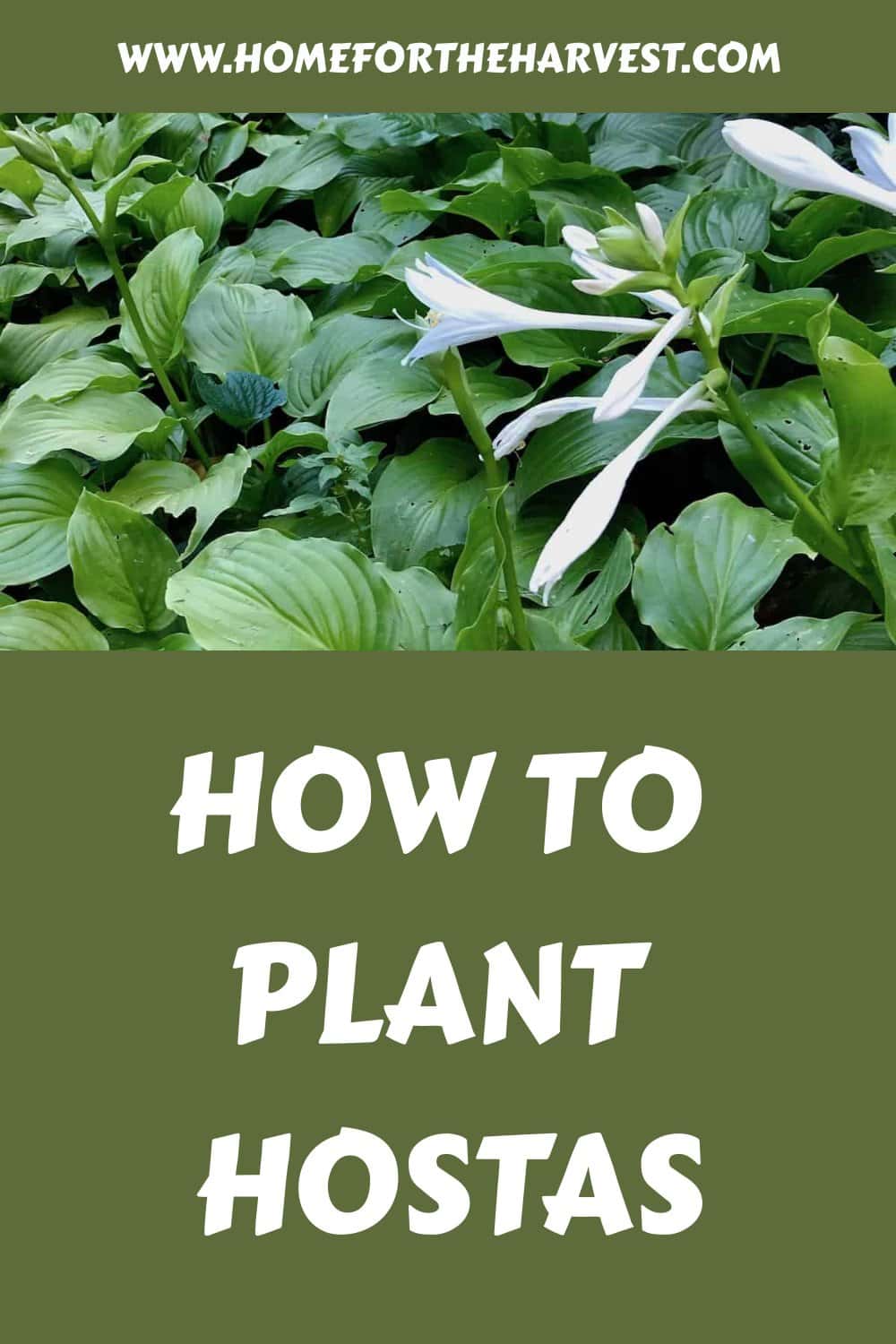 How to plant hostas generated pin 39204