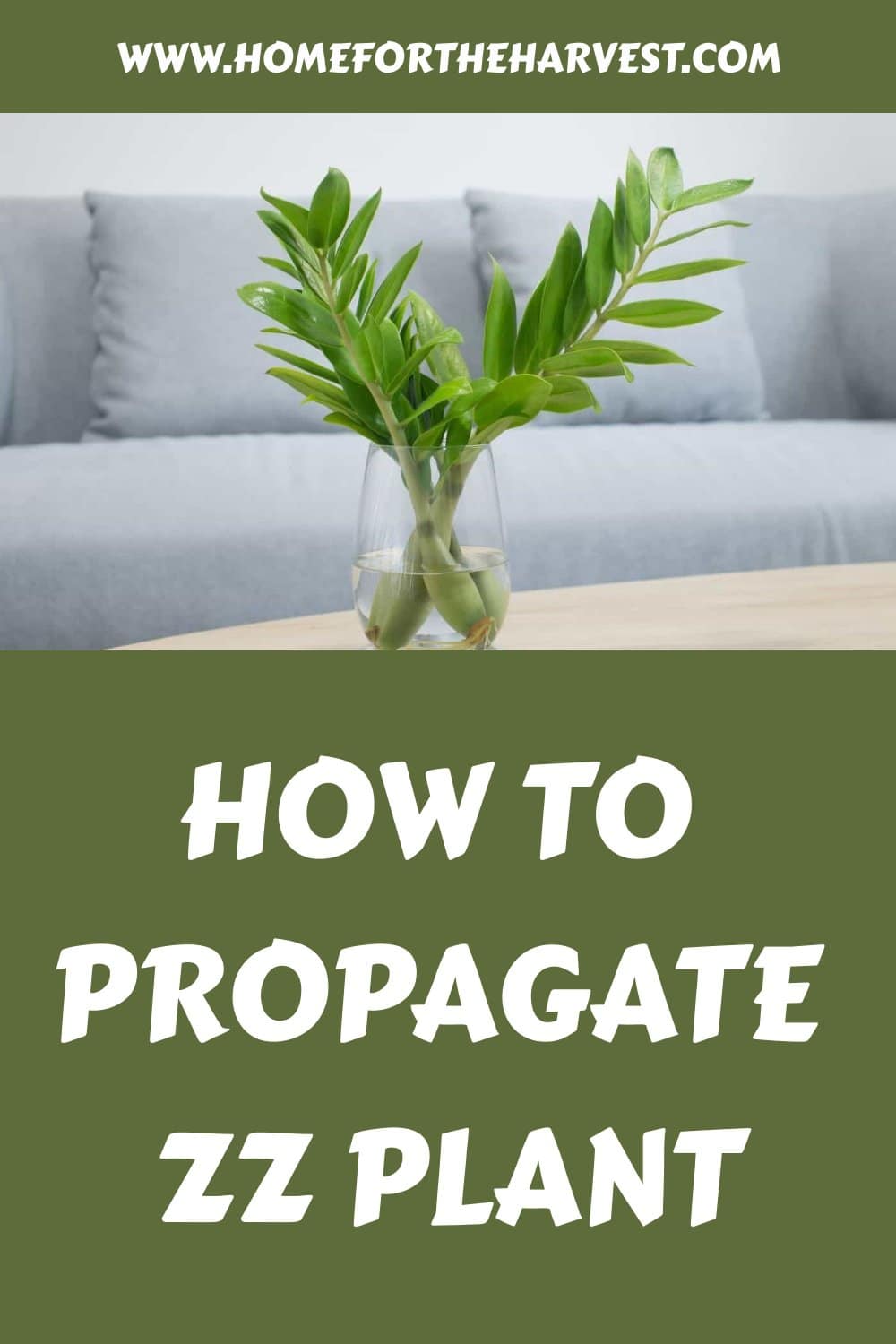 How to propagate zz plant generated pin 31395