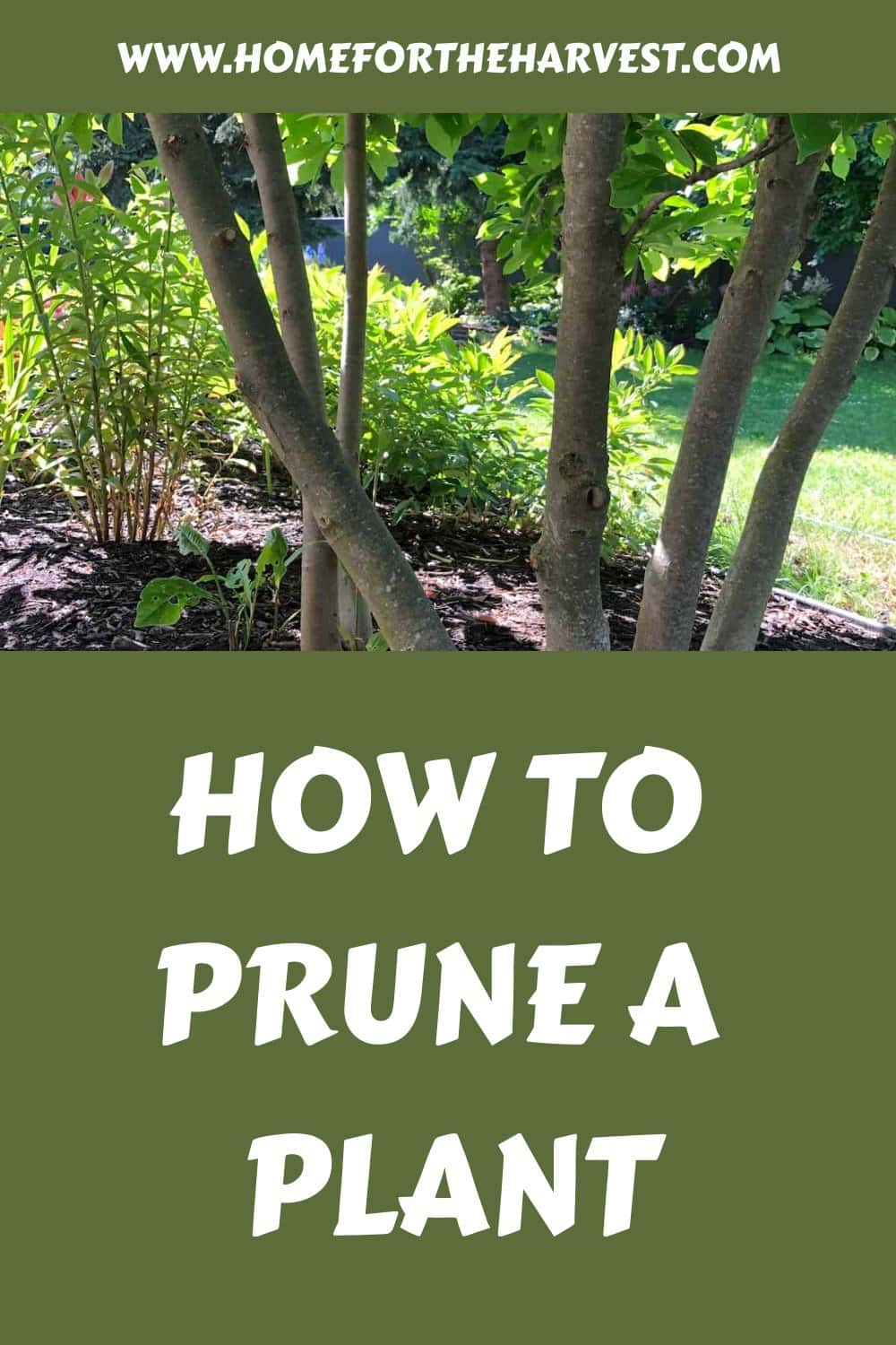 How to prune a plant generated pin 11612