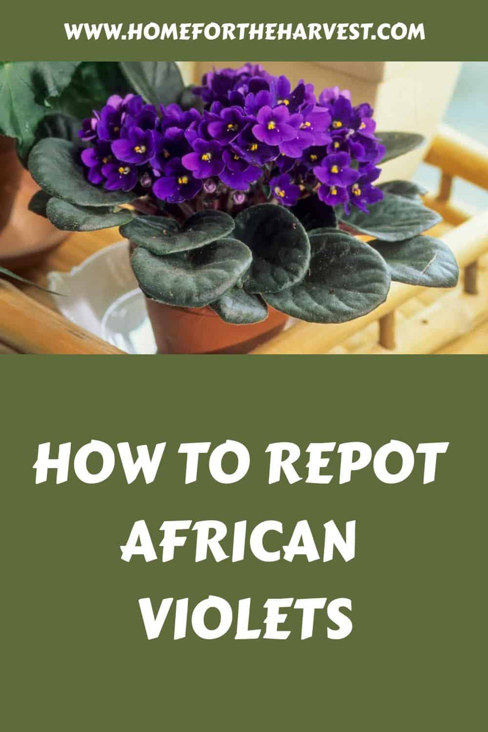 How to repot african violets generated pin 40970