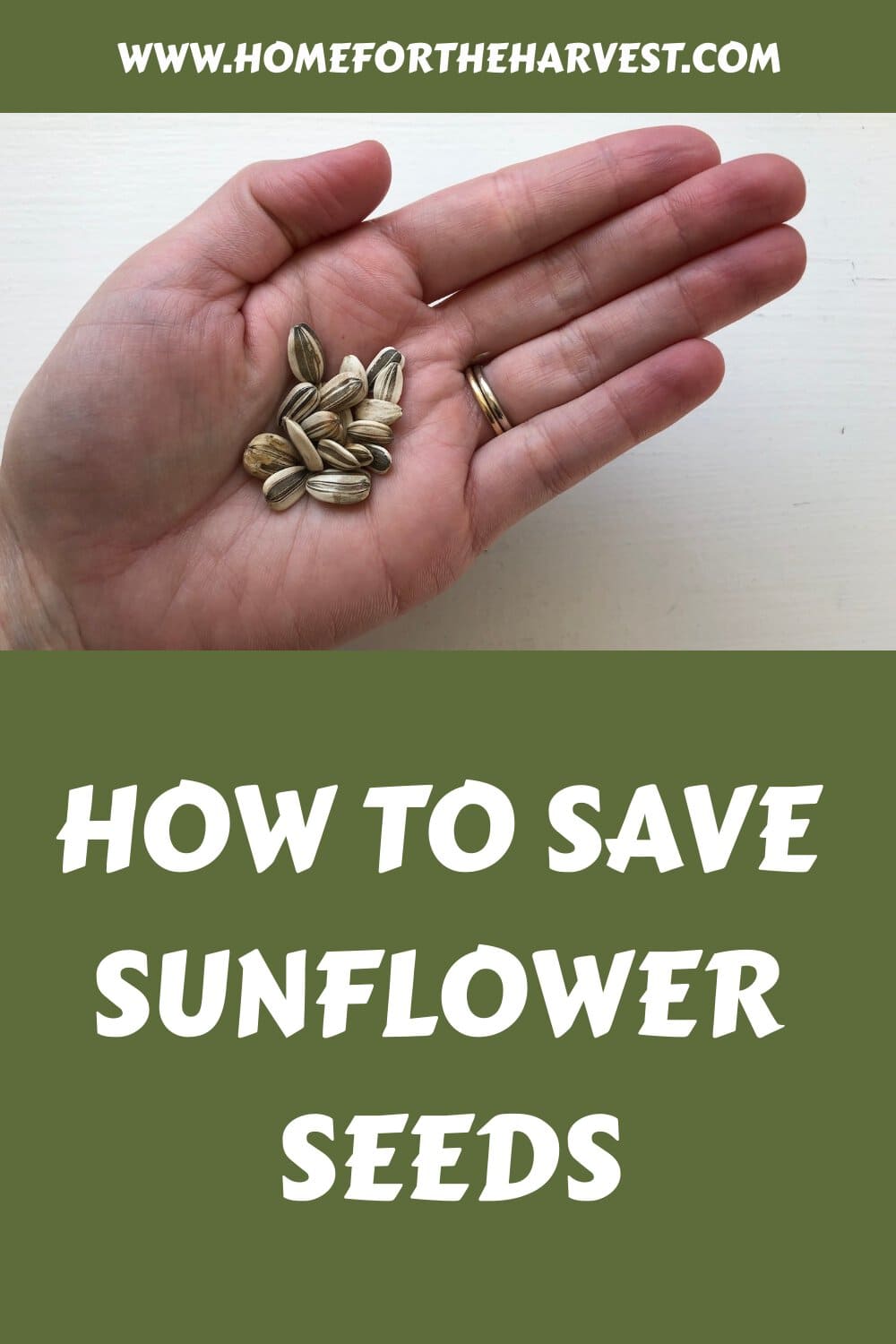 How to save sunflower seeds generated pin 39680