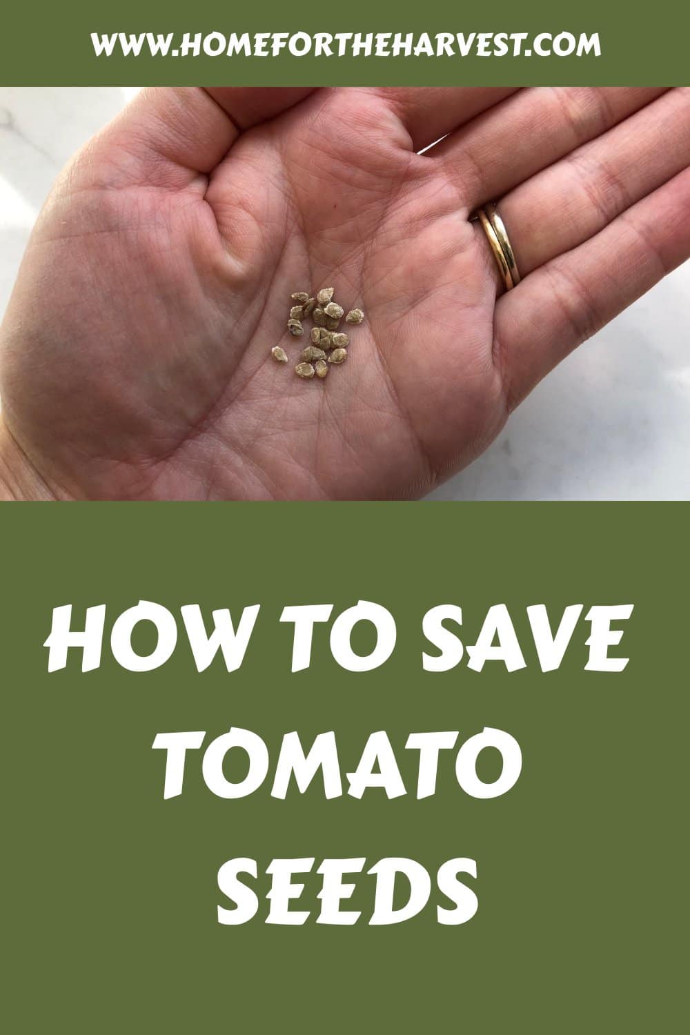 How to save tomato seeds generated pin 39613 1