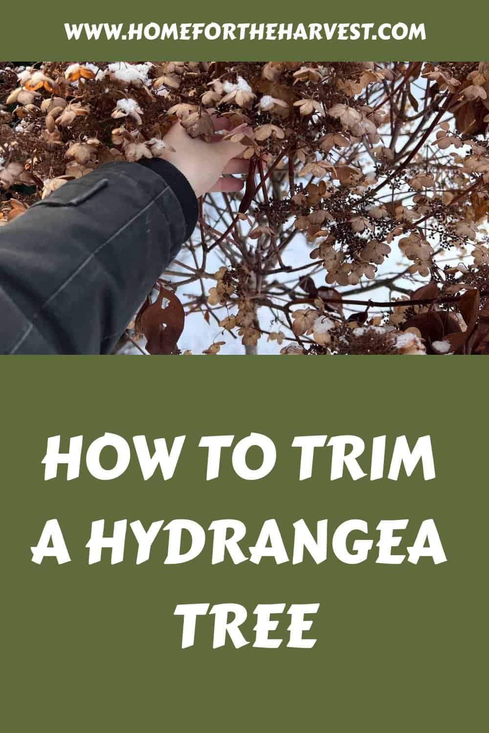 How to trim a hydrangea tree generated pin 46781