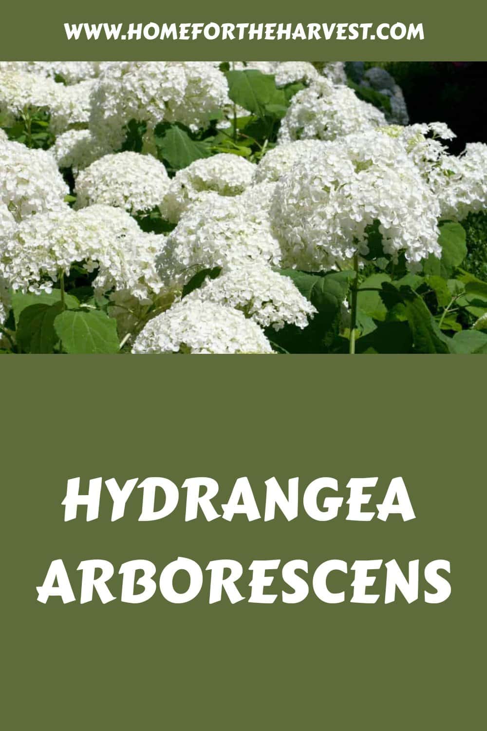 Hydrangea arborescens generated pin 20981