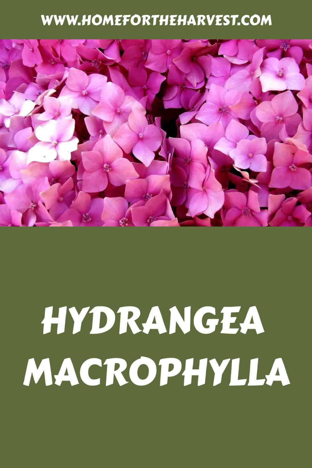 Hydrangea macrophylla generated pin 23803 1