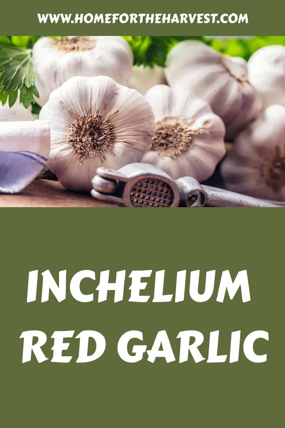 Inchelium red garlic generated pin 69736 1