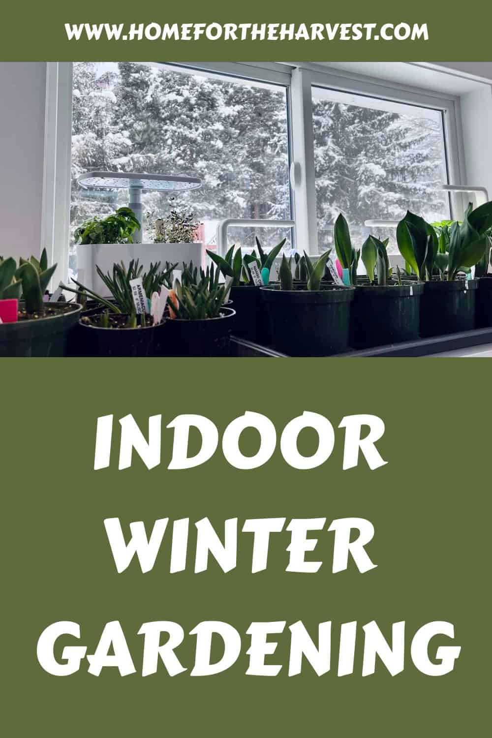 Indoor winter gardening generated pin 57924