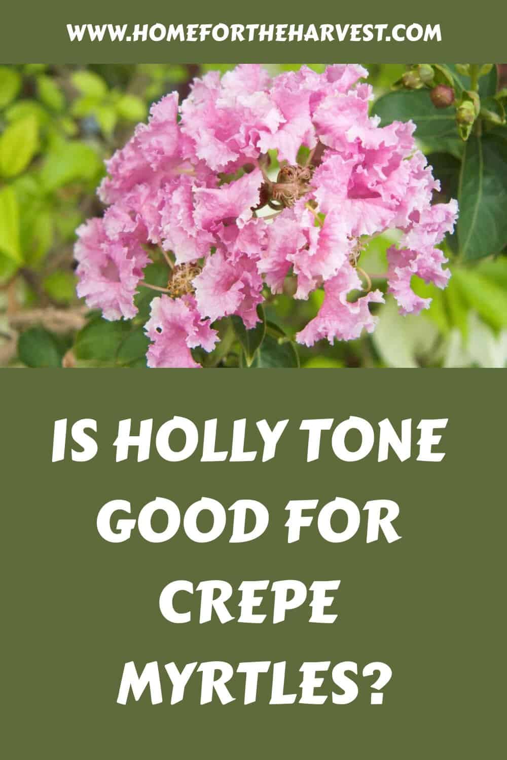 Is holly tone good for crepe myrtles generated pin 44784