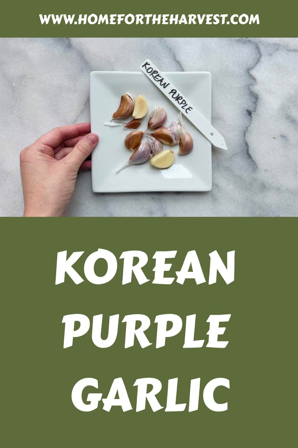 Korean purple garlic generated pin 69688