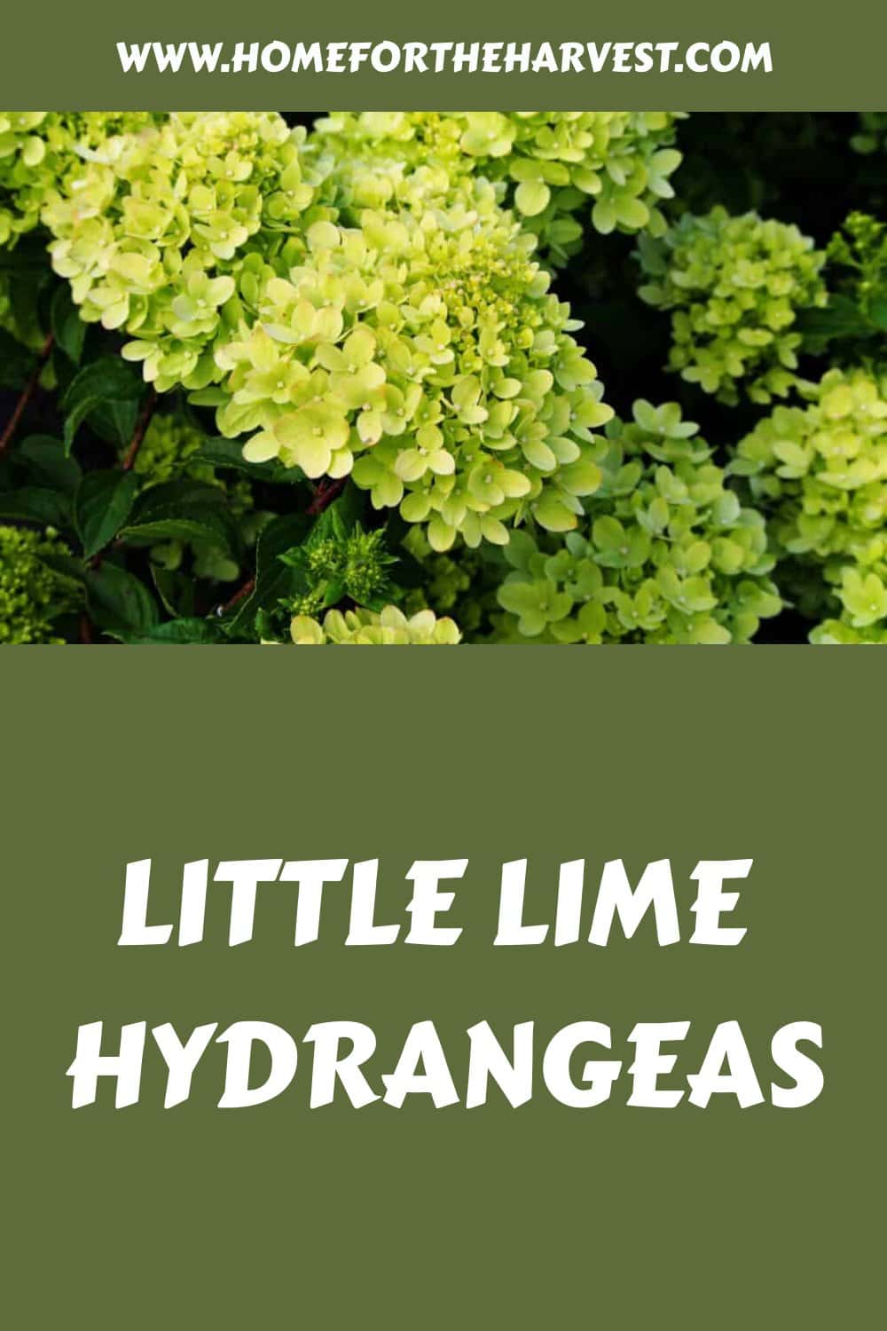 Little lime hydrangeas generated pin 26128