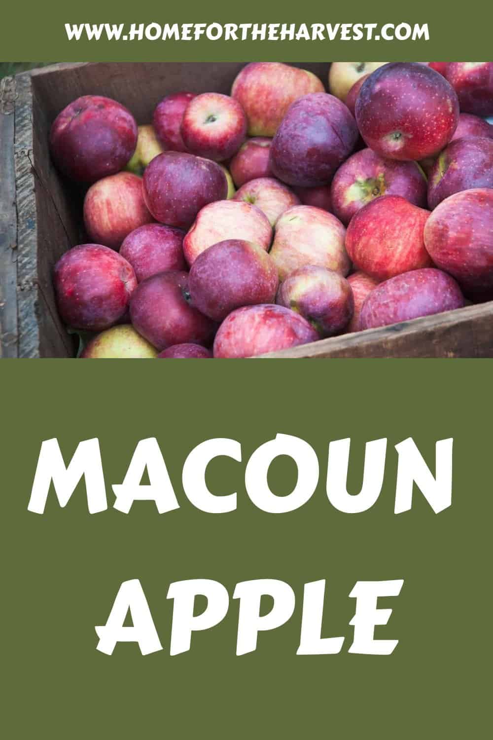 Macoun apple generated pin 21983