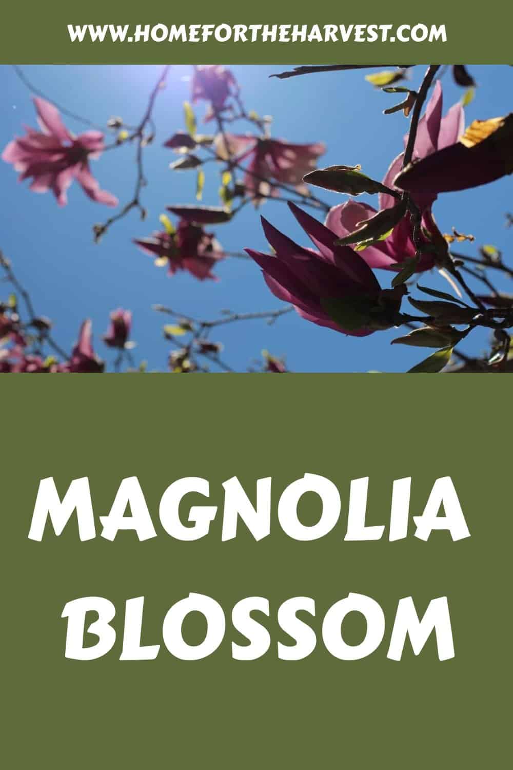 Magnolia blossom generated pin 10508