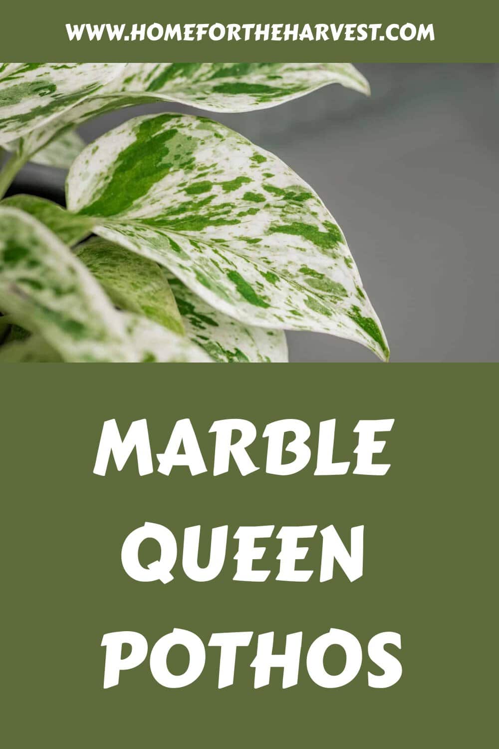 Marble queen pothos generated pin 40745 1