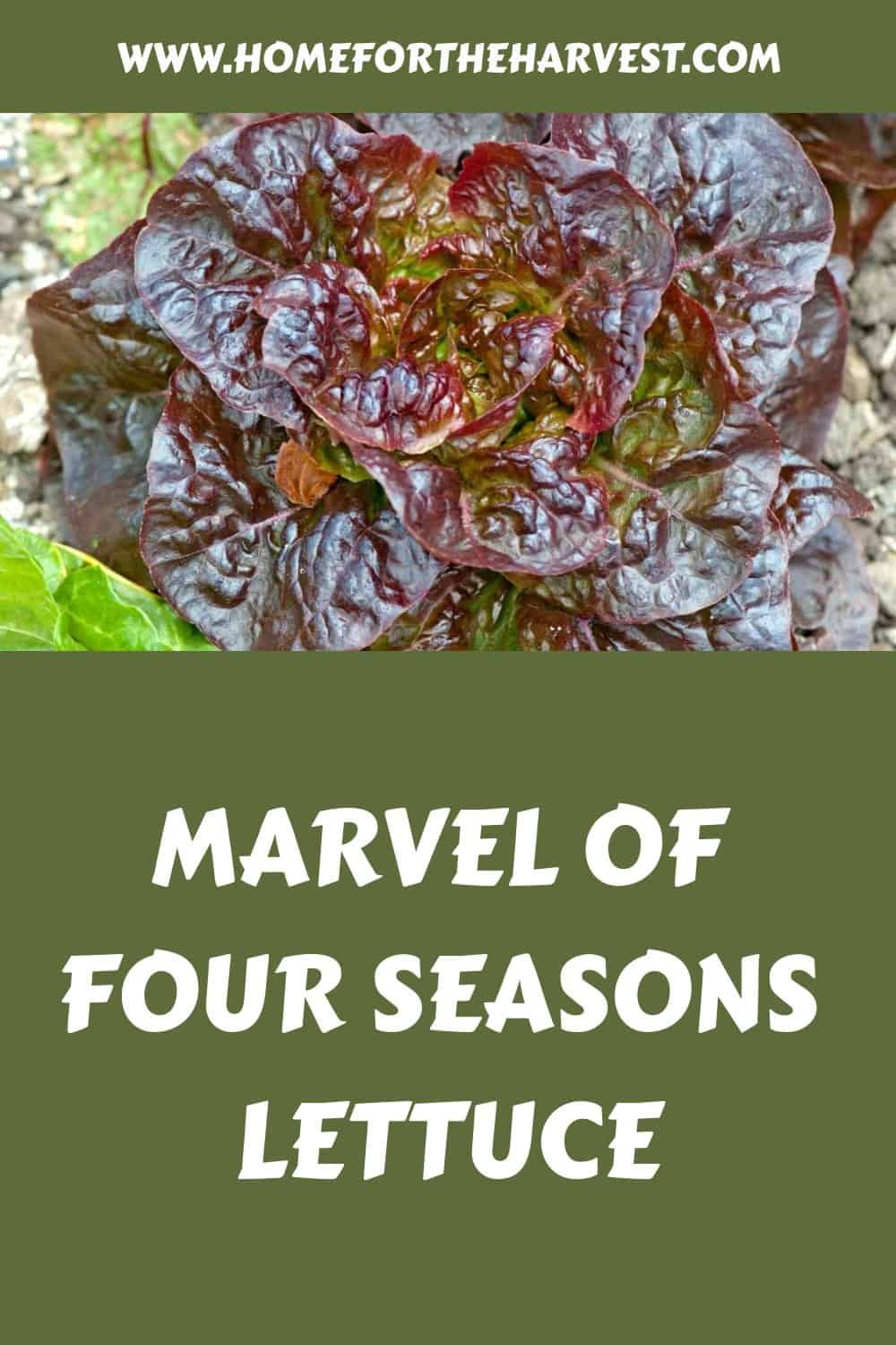 Marvel of four seasons lettuce generated pin 37582 1