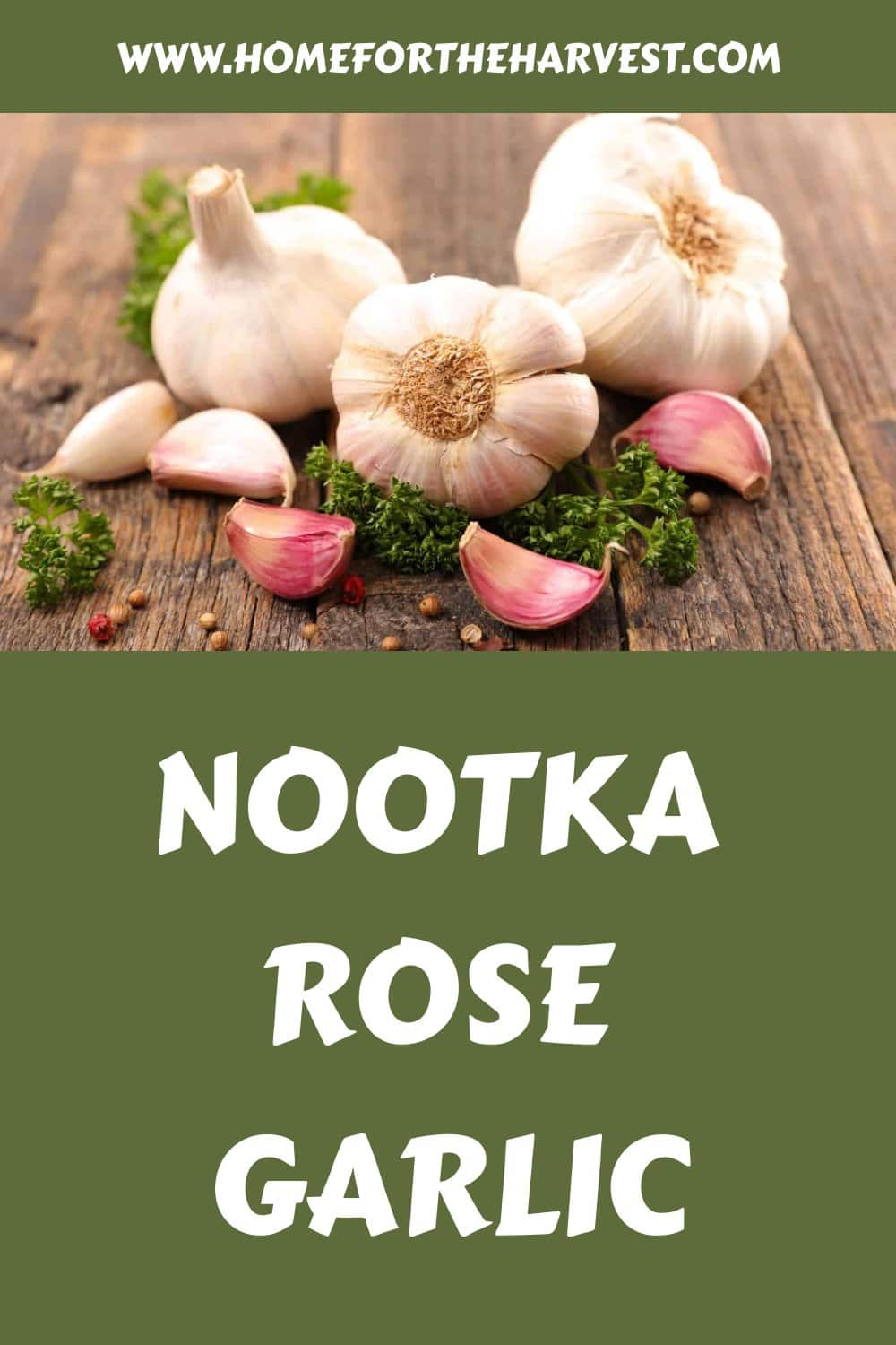 Nootka rose garlic generated pin 69762