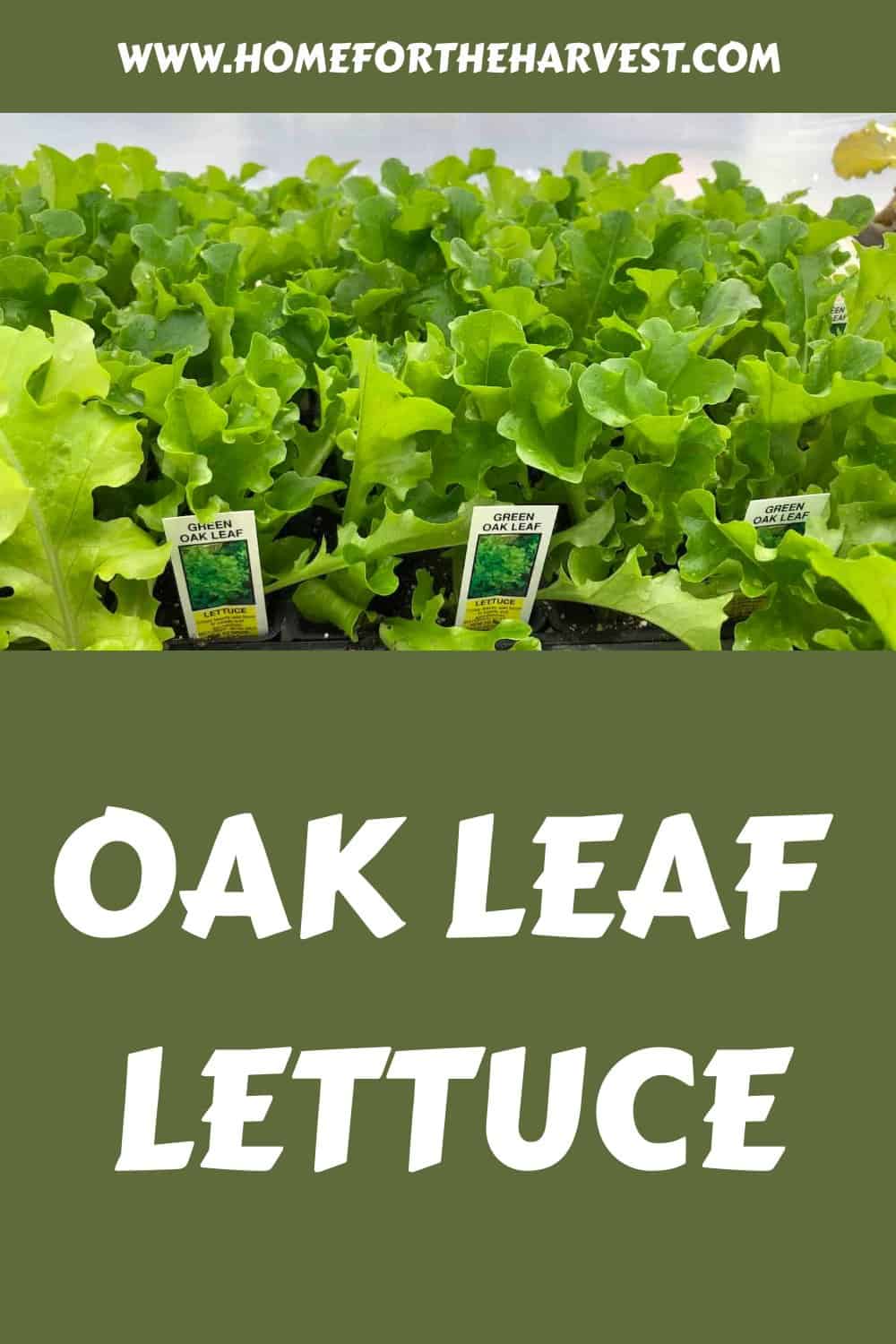 Oak leaf lettuce generated pin 37561