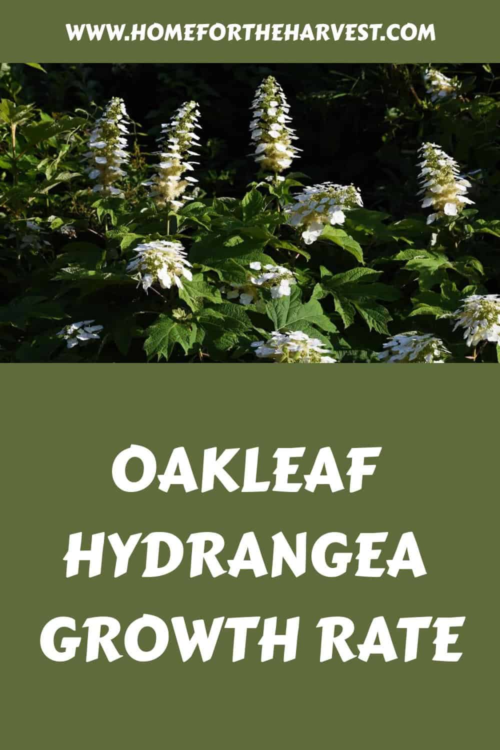 Oakleaf hydrangea growth rate generated pin 47087