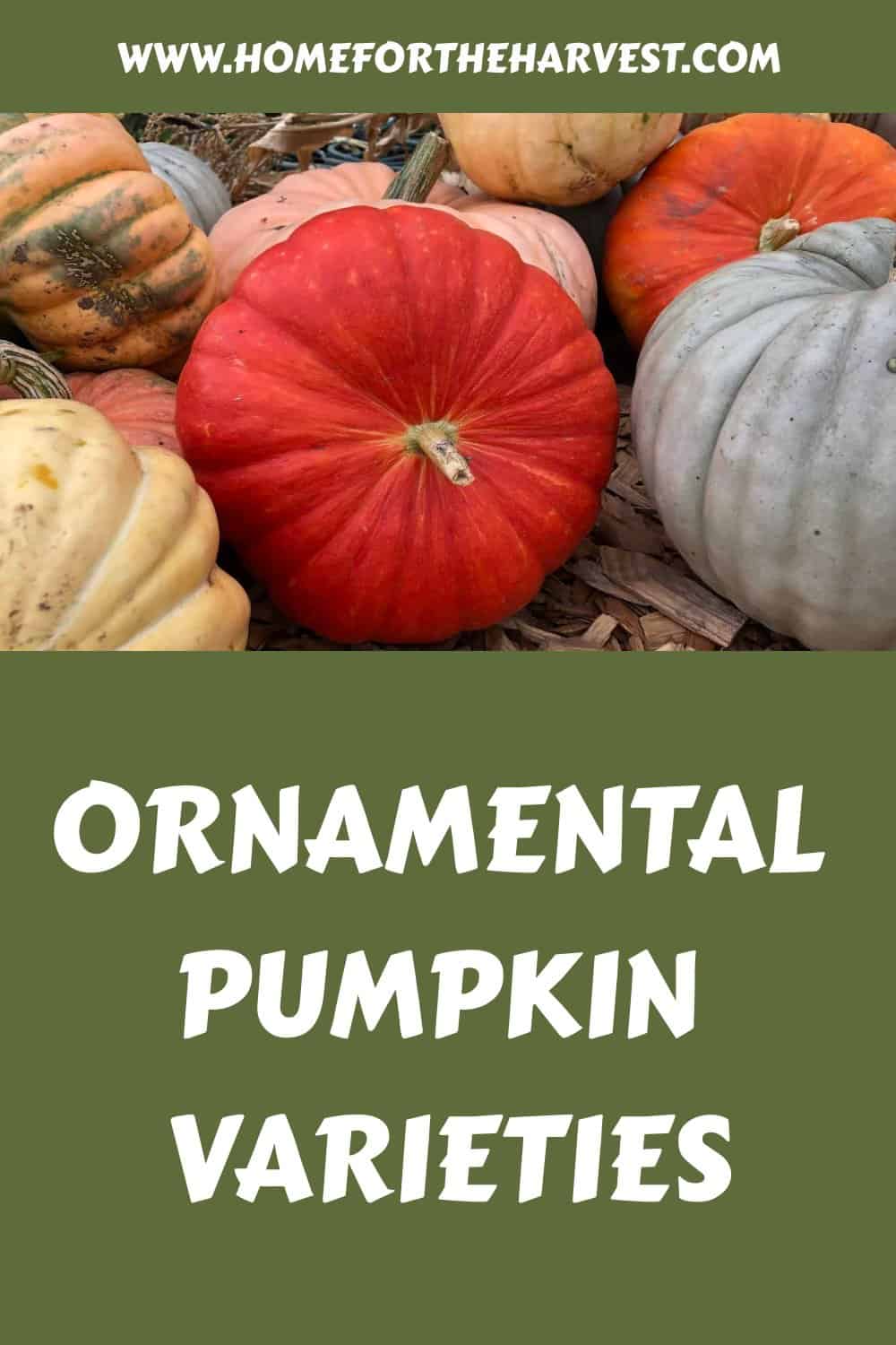 Ornamental pumpkin varieties generated pin 25059