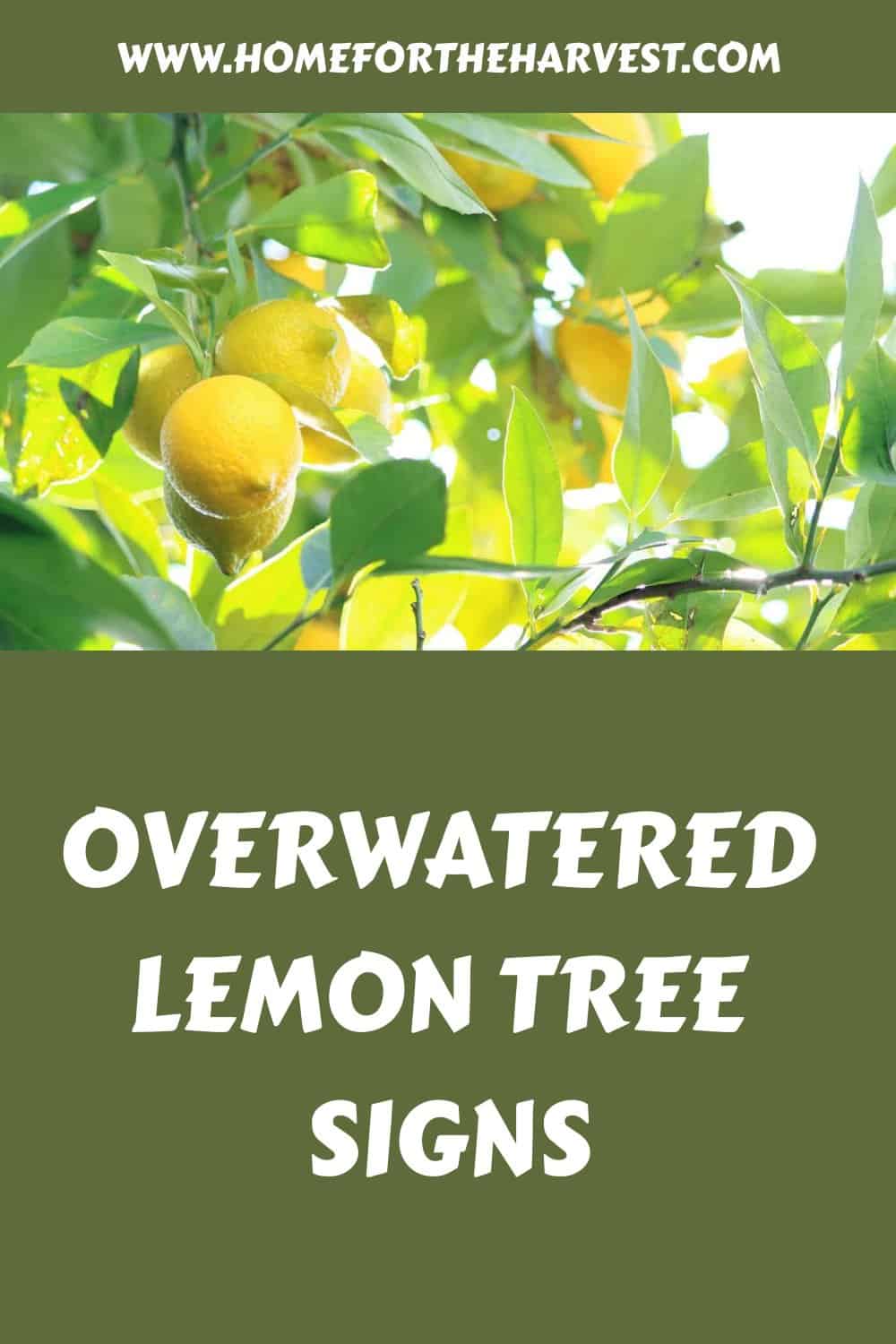 Overwatered lemon tree signs generated pin 45444