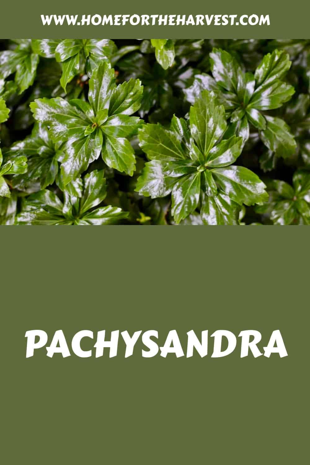 Pachysandra generated pin 11580