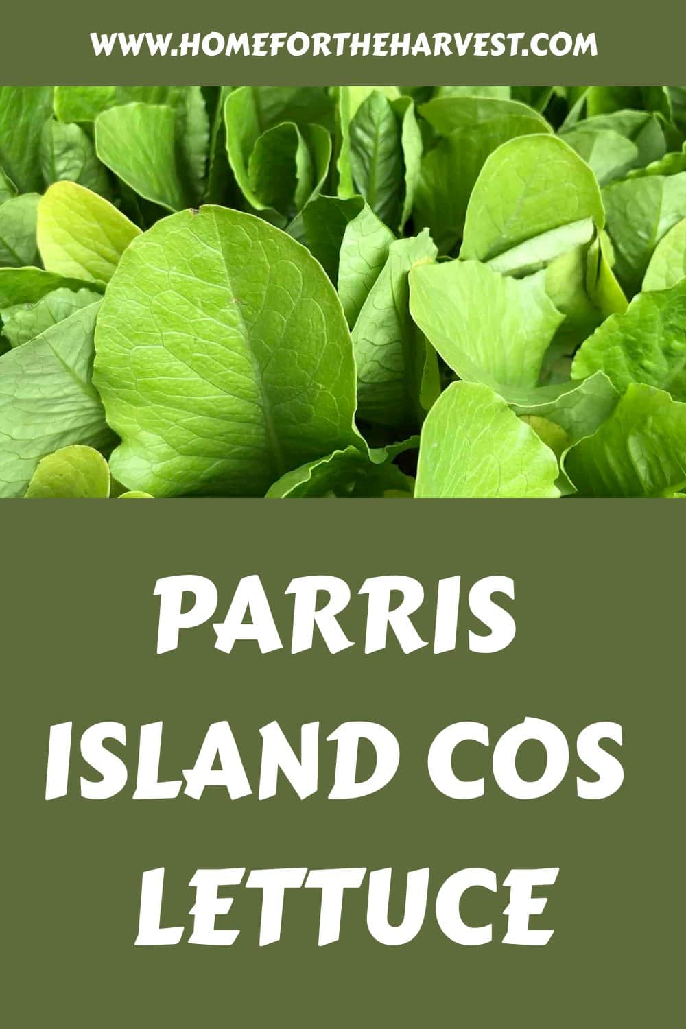 Parris island cos lettuce generated pin 37598 1