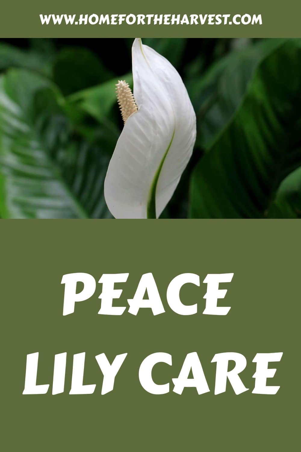 Peace lily care generated pin 52305