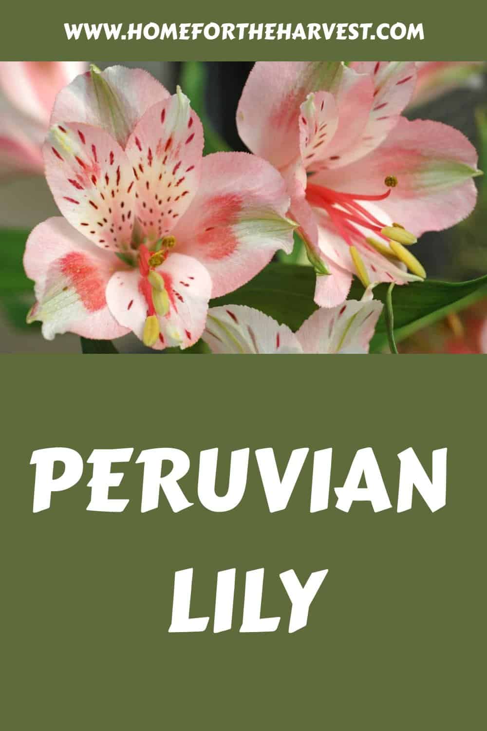 Peruvian lily generated pin 53433