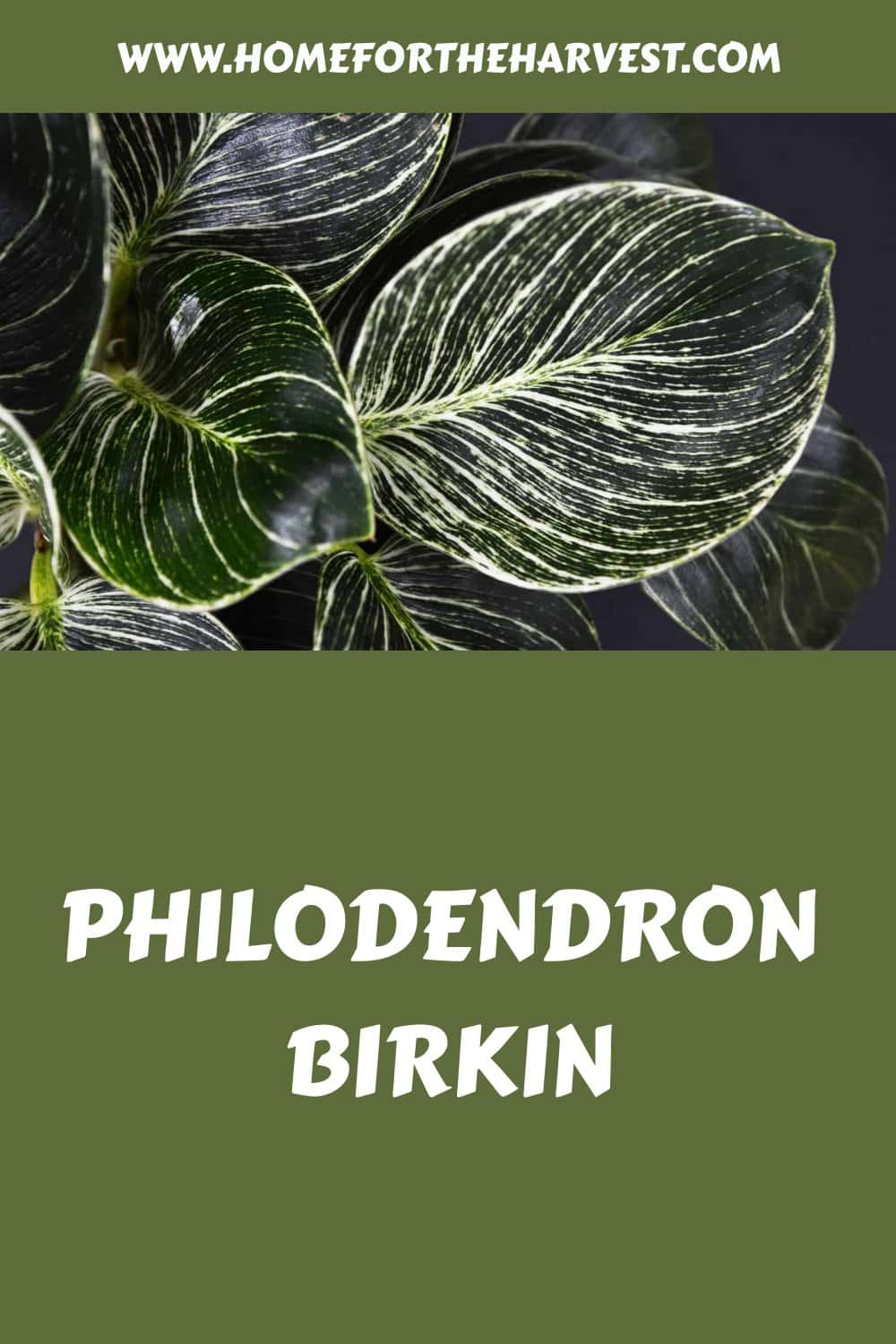 Philodendron birkin generated pin 22580