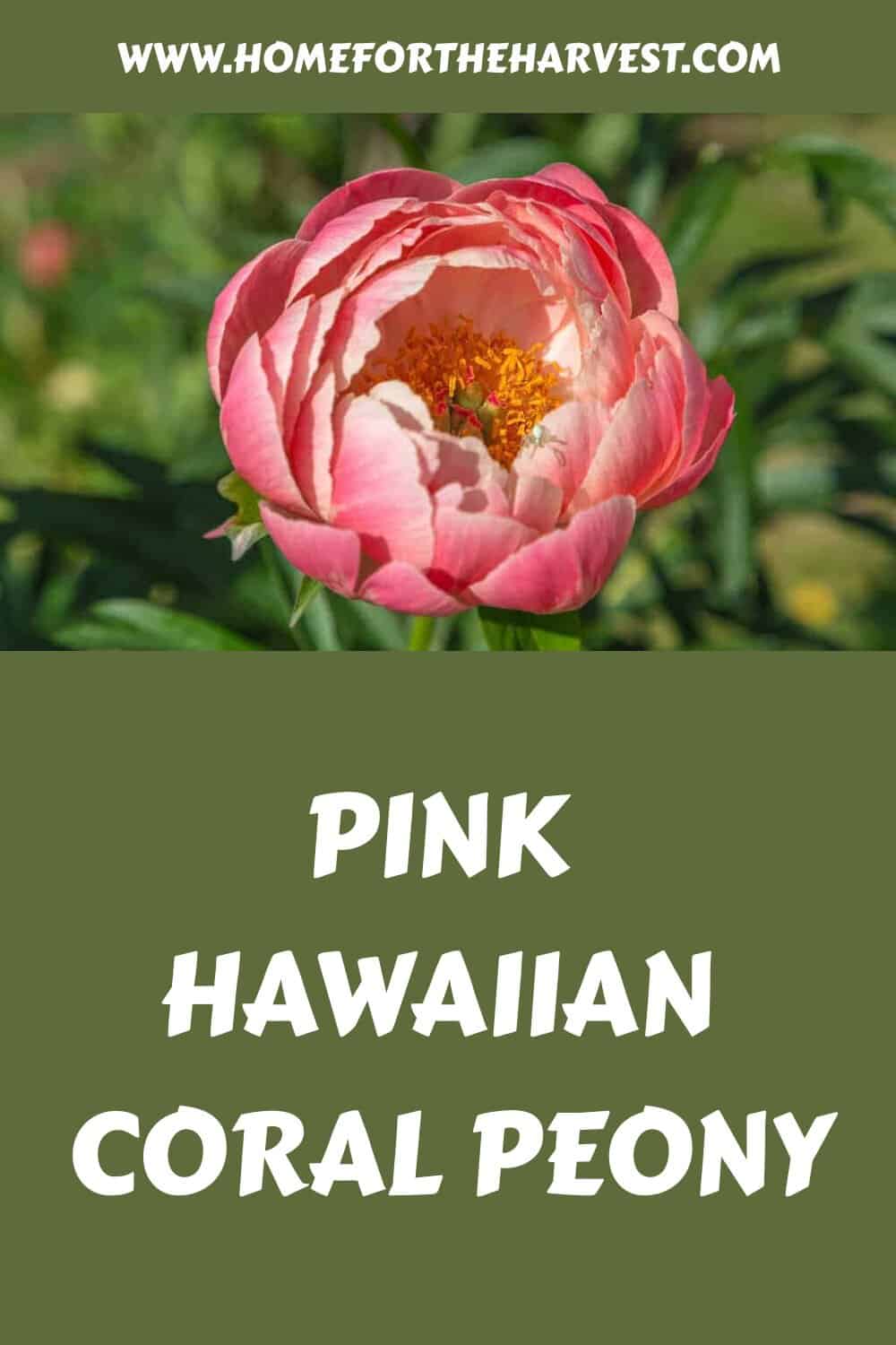 Pink hawaiian coral peony generated pin 20787