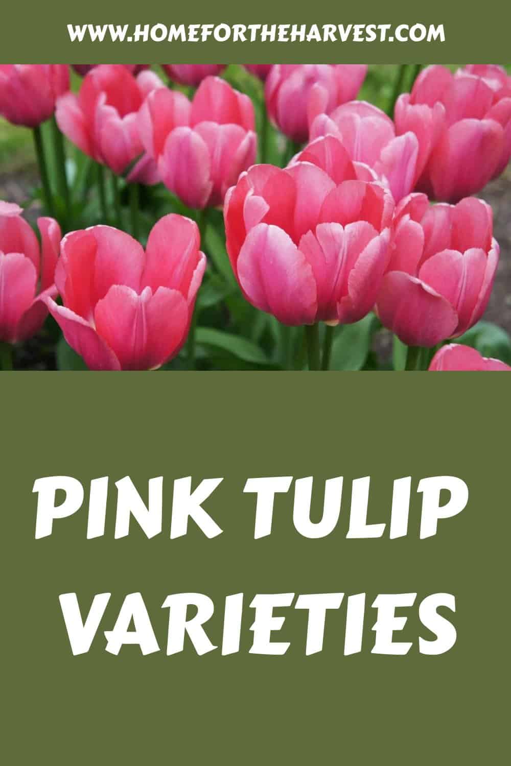 Pink tulip varieties generated pin 27529