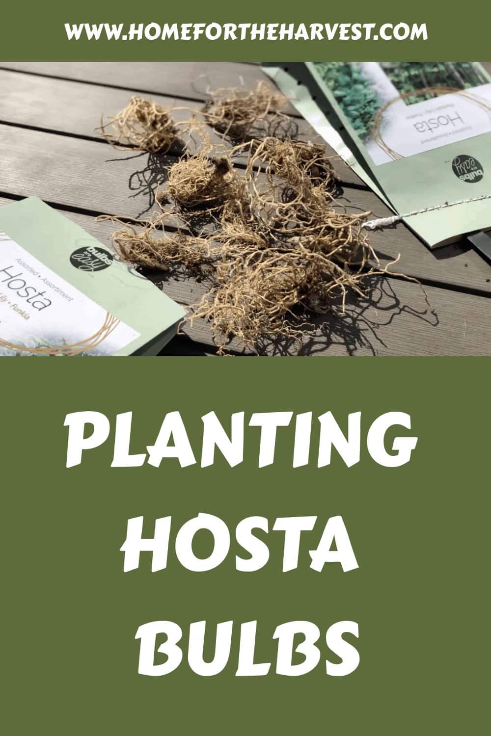 Planting hosta bulbs generated pin 16592