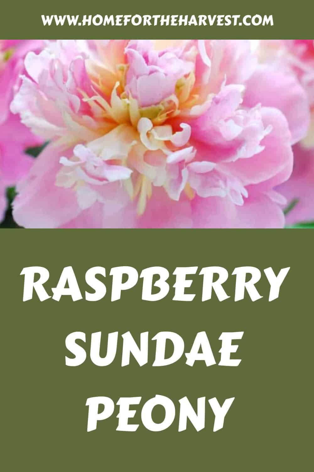 Raspberry sundae peony generated pin 21064