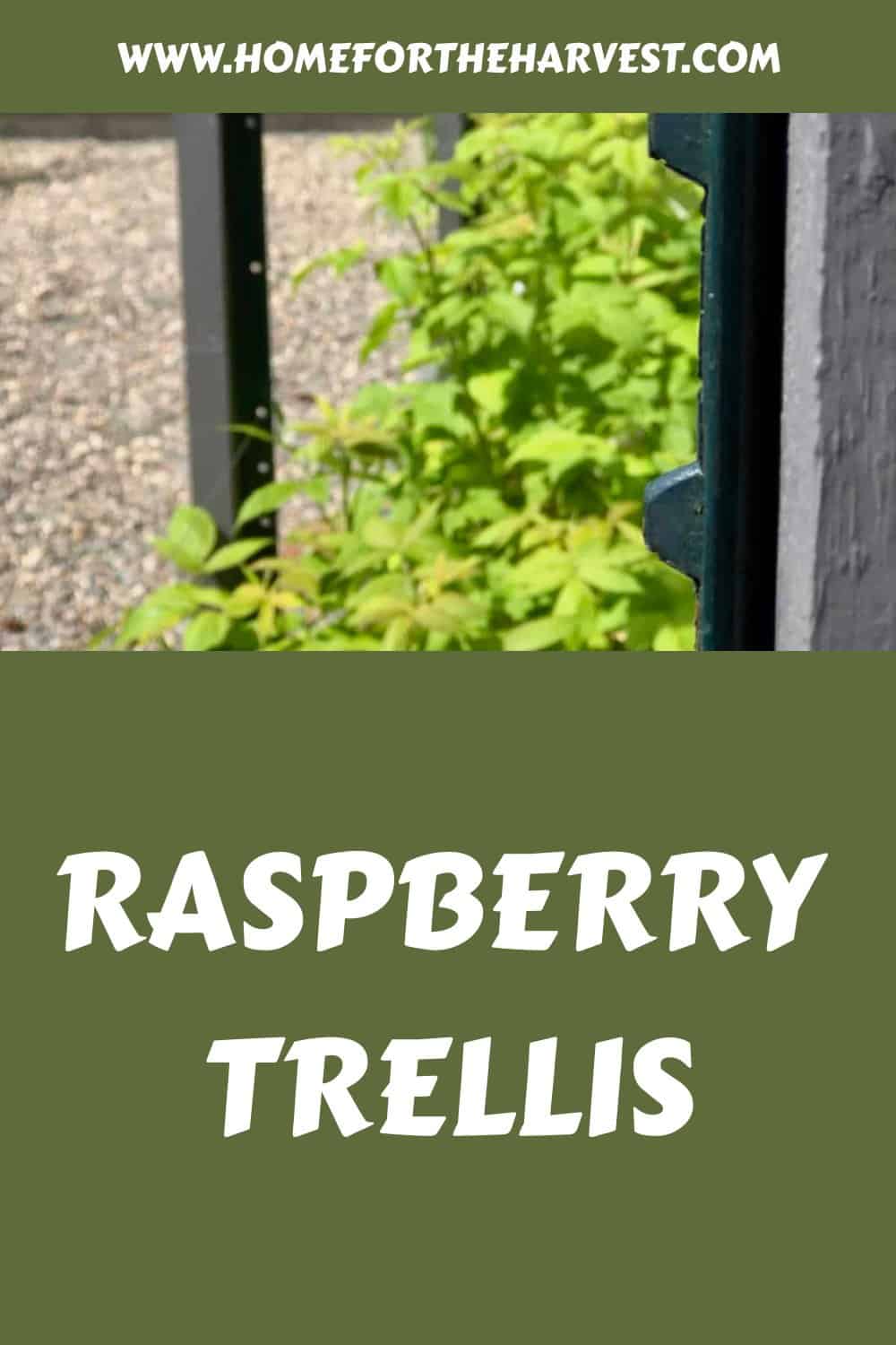 Raspberry trellis generated pin 10961 1