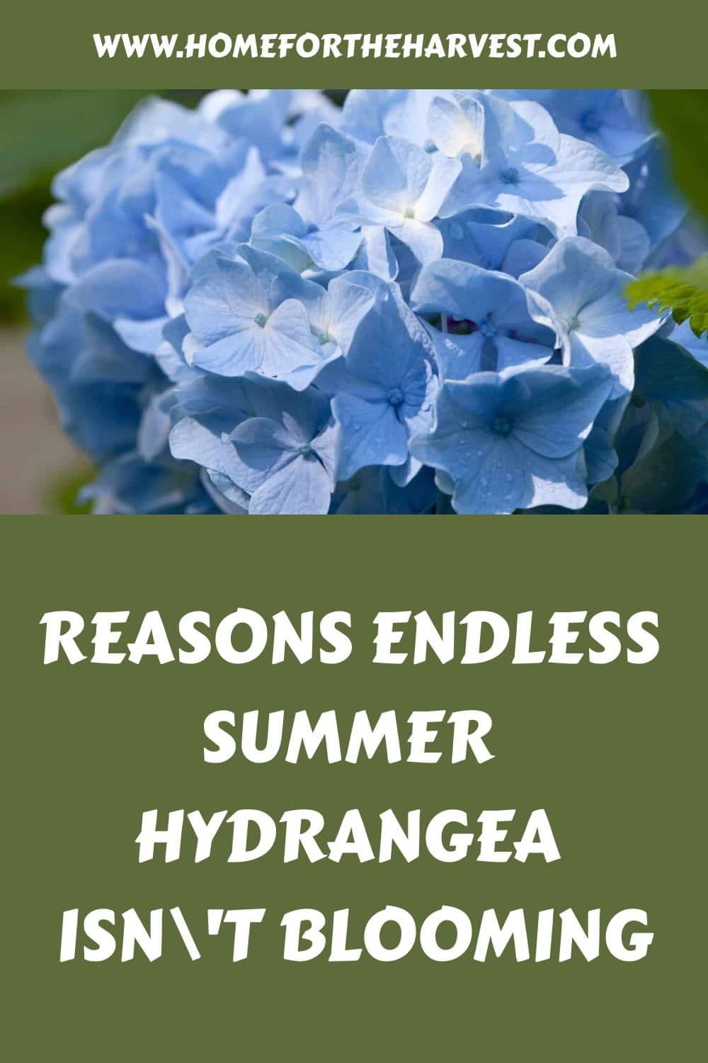 Reasons endless summer hydrangea isnt blooming generated pin 48102