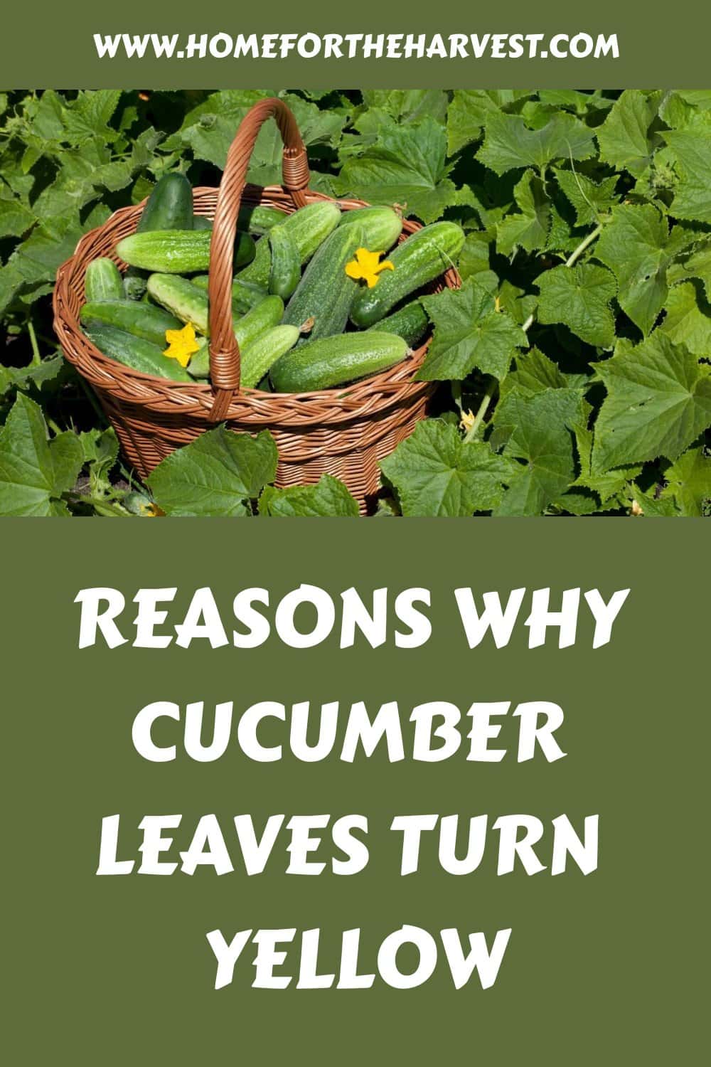 Reasons why cucumber leaves turn yellow generated pin 51215