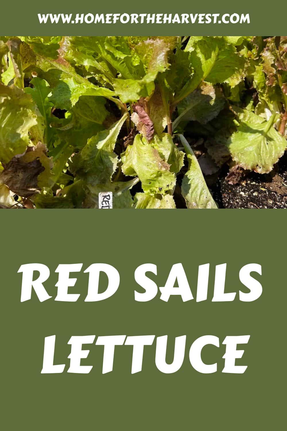 Red sails lettuce generated pin 37086