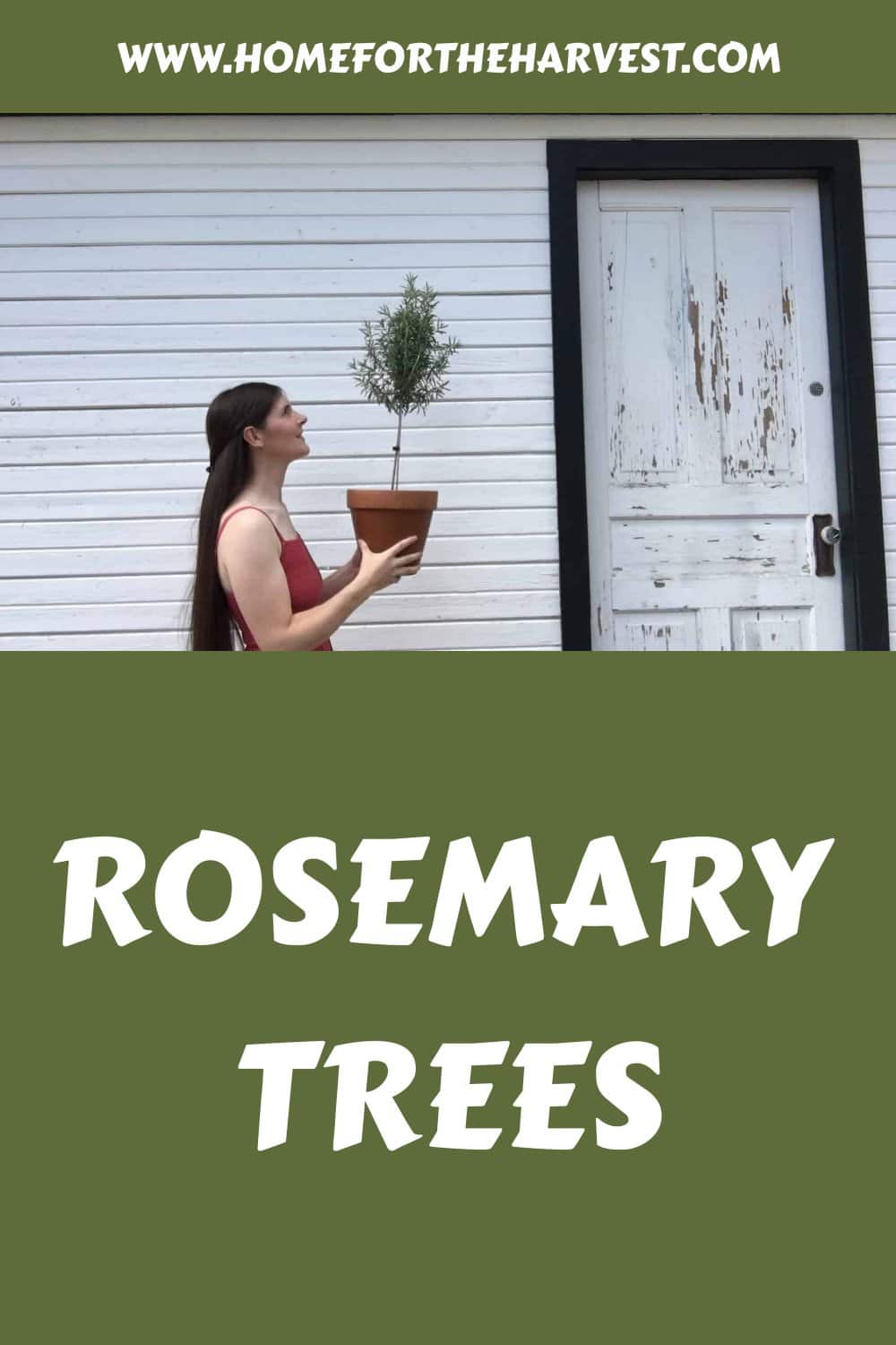 Rosemary trees generated pin 17029