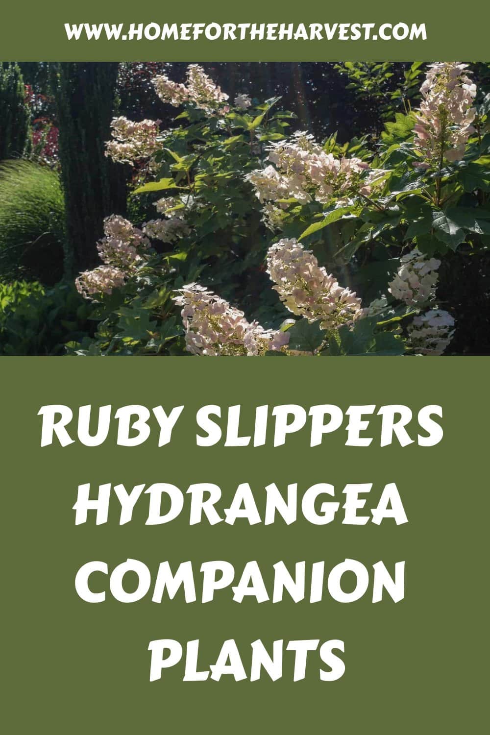 Ruby slippers hydrangea companion plants generated pin 47699
