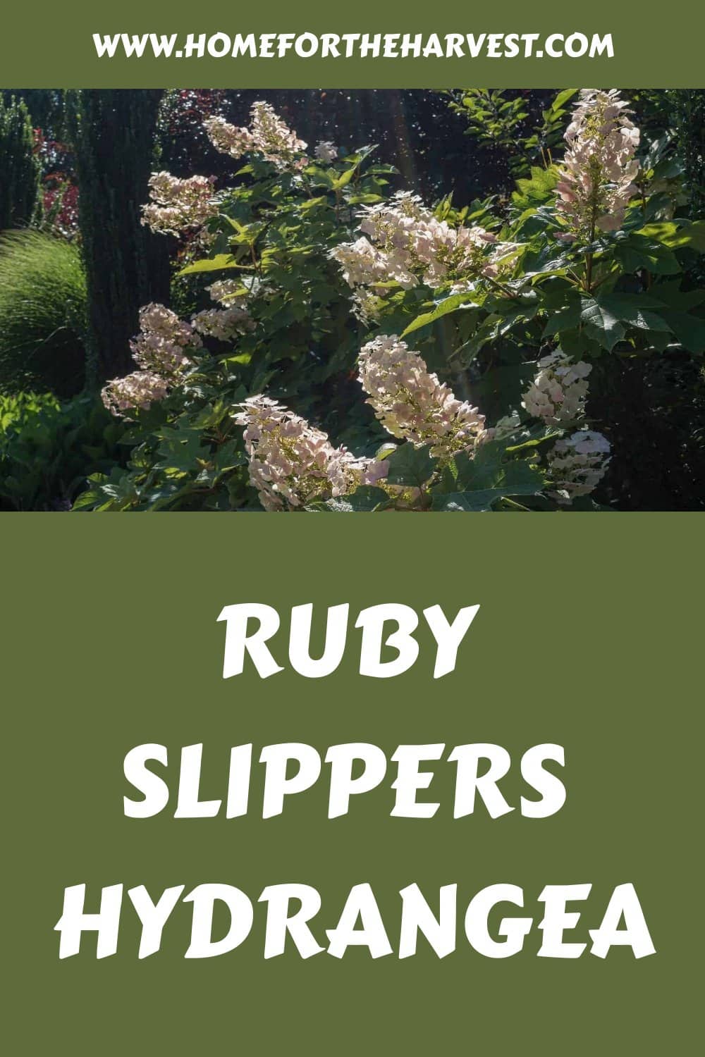 Ruby slippers hydrangea generated pin 23794