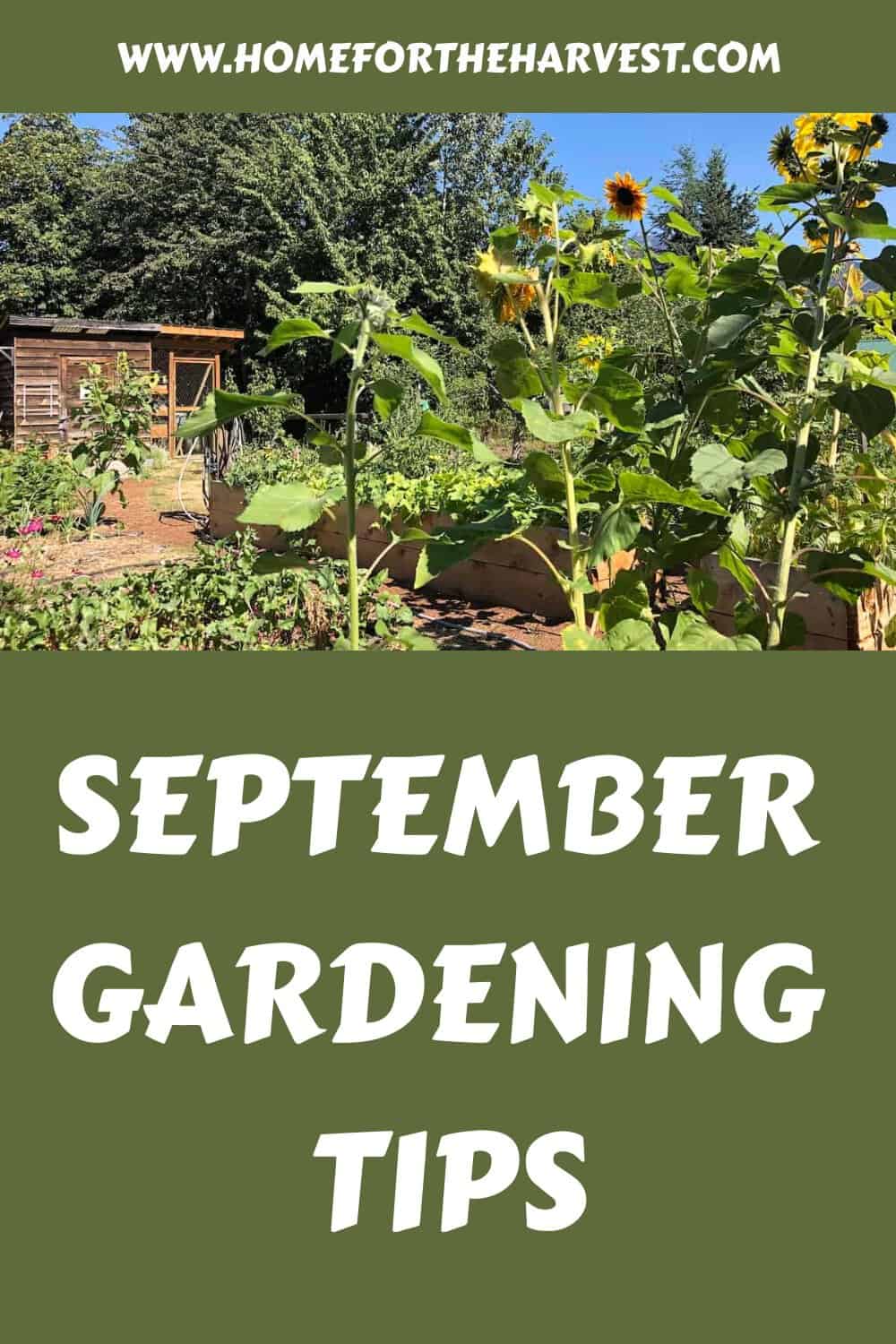 September gardening tips generated pin 10482