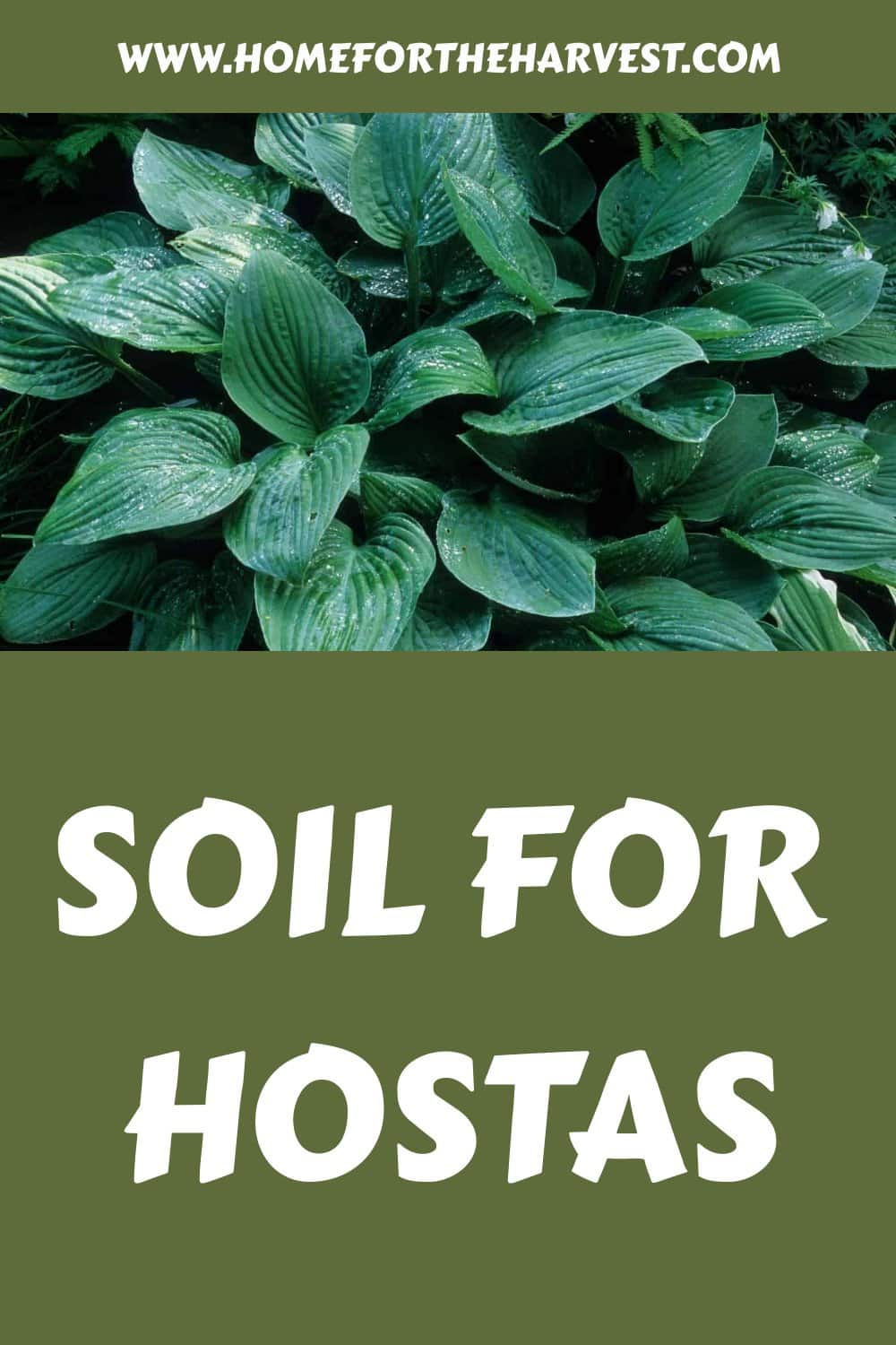 Soil for hostas generated pin 38978