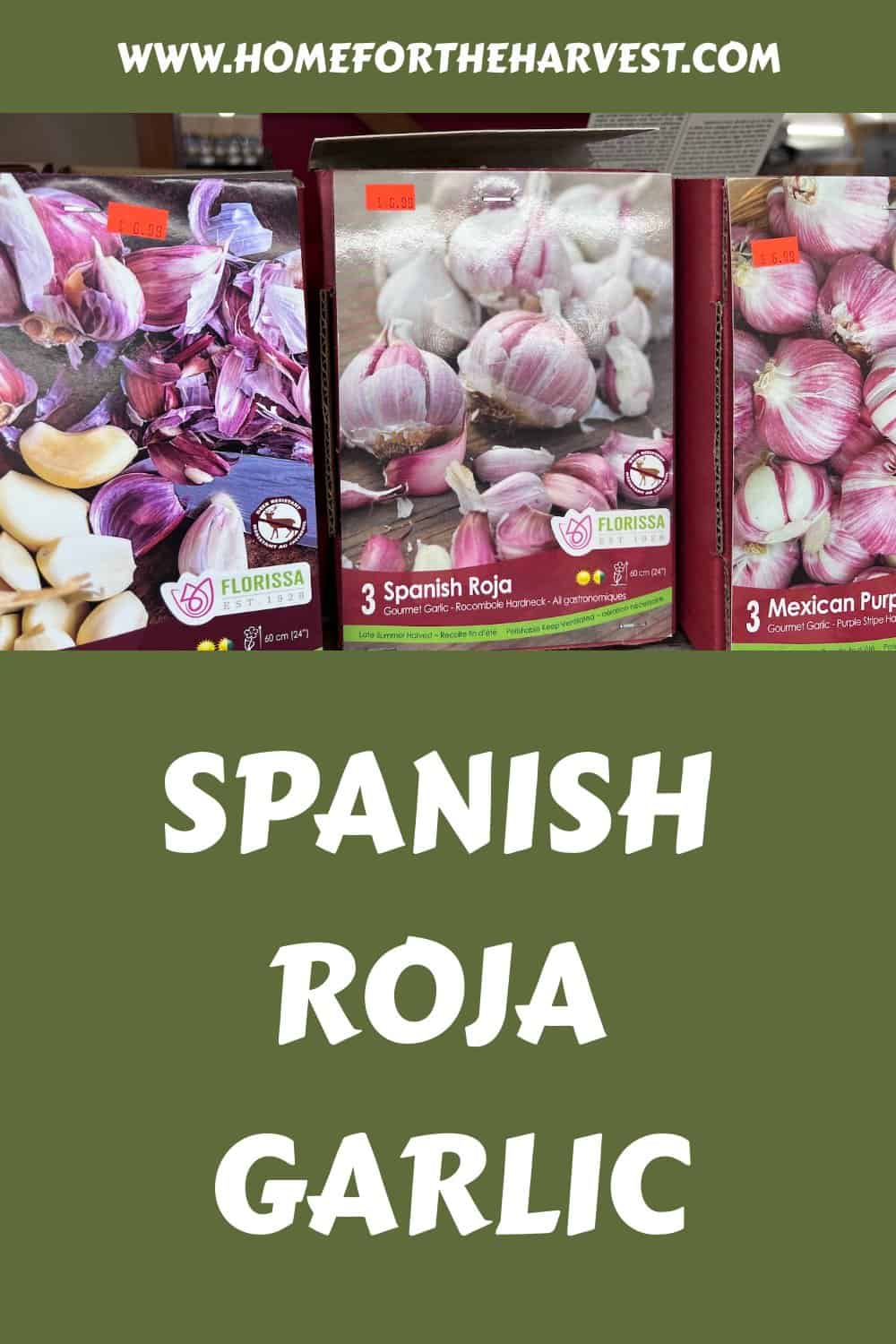 Spanish roja garlic generated pin 69749