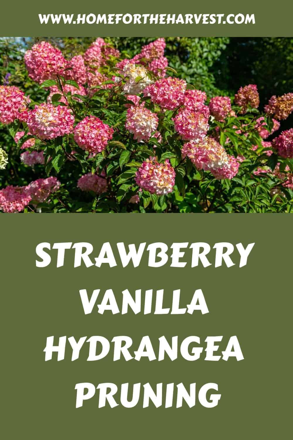 Strawberry vanilla hydrangea pruning generated pin 47744