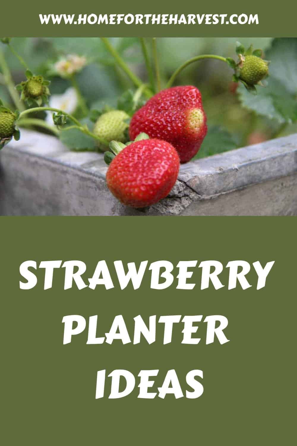 Strawberry planter ideas generated pin 11383