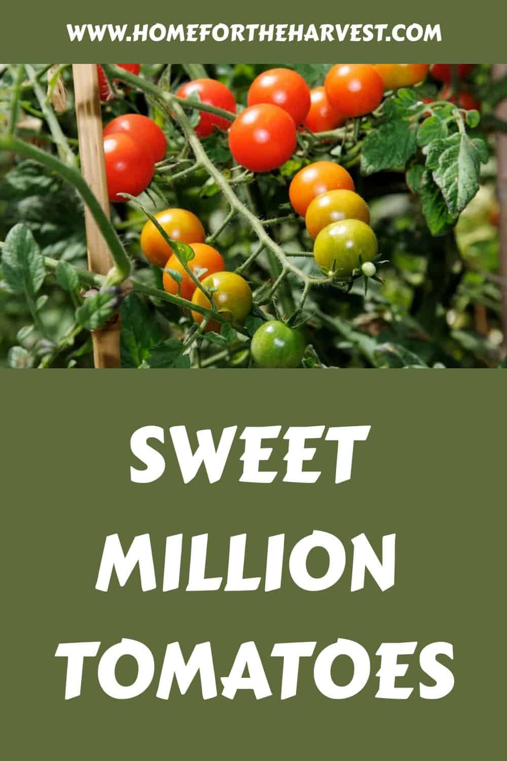 Sweet million tomatoes generated pin 35669