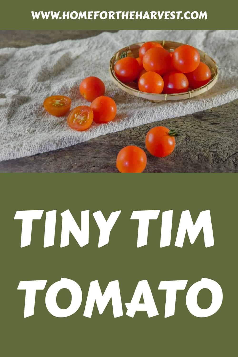 Tiny tim tomato generated pin 18247