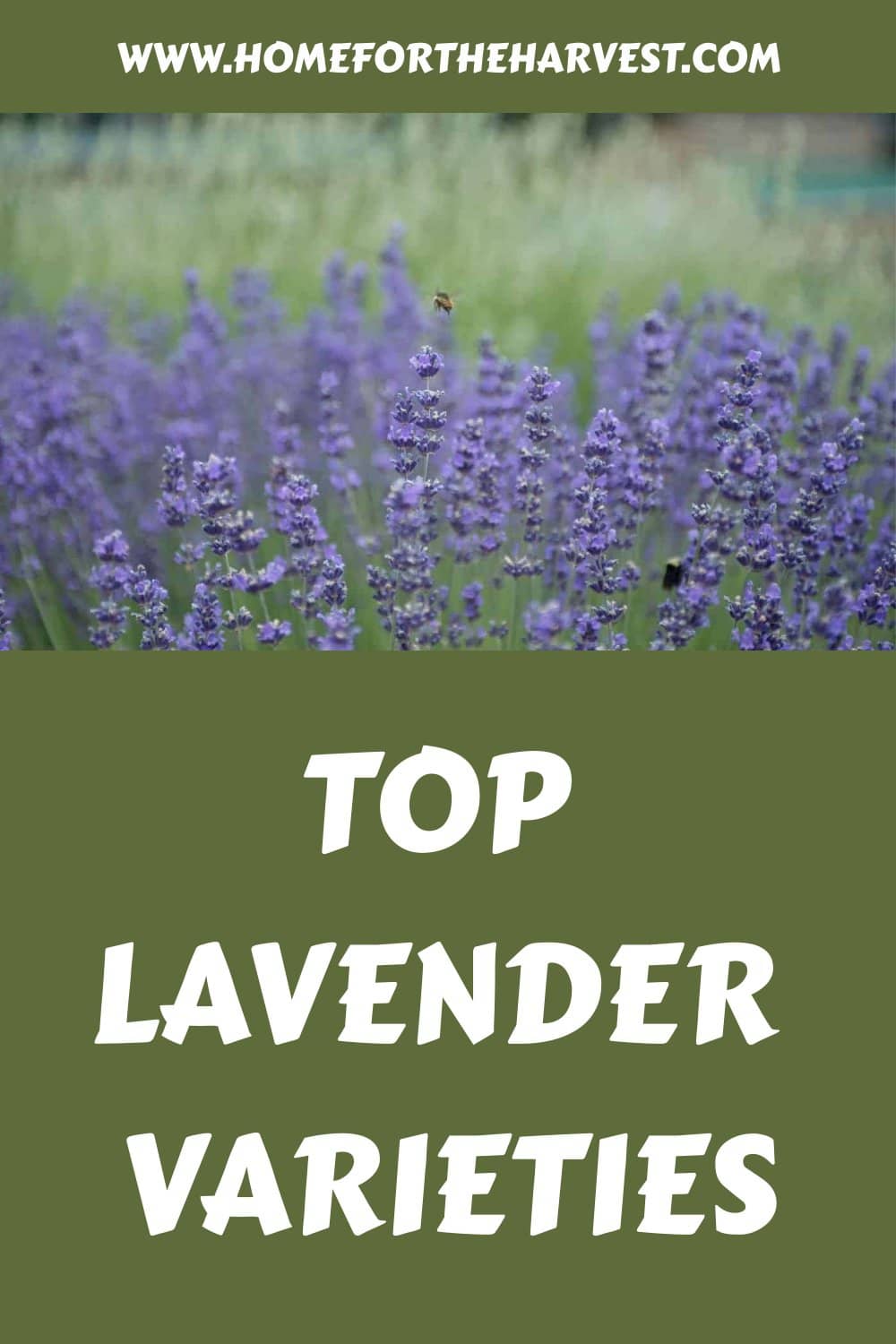 Top lavender varieties generated pin 25726