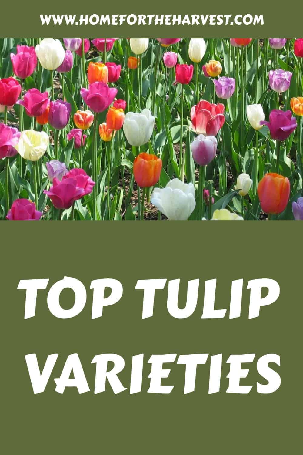 Top tulip varieties generated pin 27974