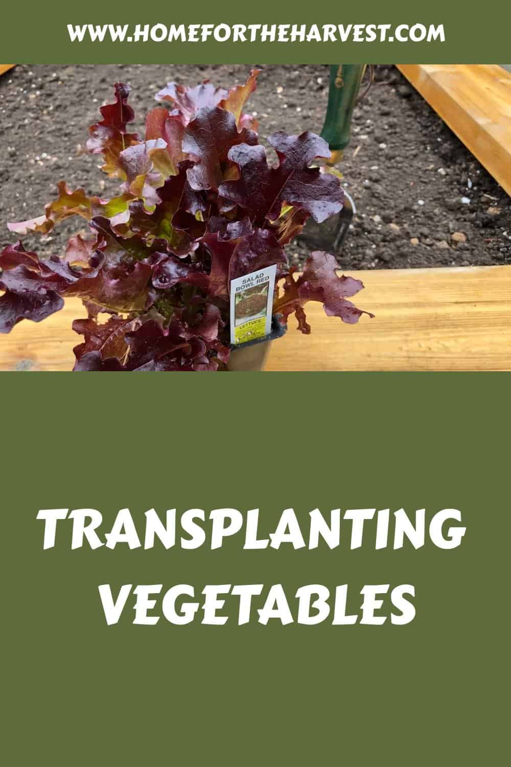 Transplanting vegetables generated pin 57911