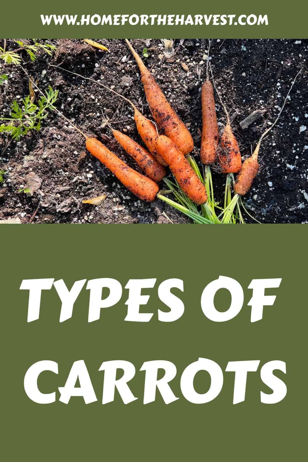 Types of carrots generated pin 31516